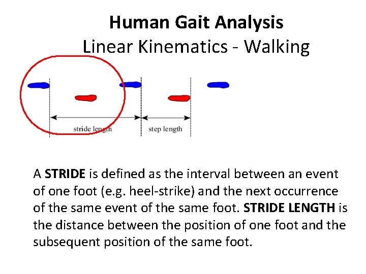 Human Gait Analysis Linear Kinematics - Walking A STRIDE is defined as the interval