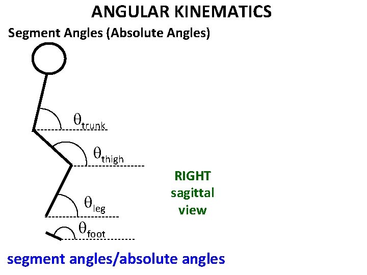 ANGULAR KINEMATICS Segment Angles (Absolute Angles) qtrunk qthigh qleg qfoot RIGHT sagittal view segment ANGULAR KINEMATICS Segment Angles (Absolute Angles) qtrunk qthigh qleg qfoot RIGHT sagittal view segment