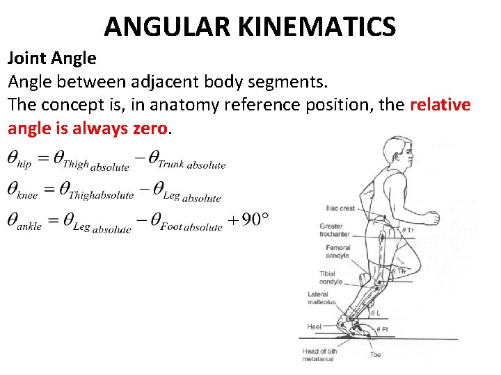 ANGULAR KINEMATICS Joint Angle between adjacent body segments. The concept is, in anatomy reference ANGULAR KINEMATICS Joint Angle between adjacent body segments. The concept is, in anatomy reference