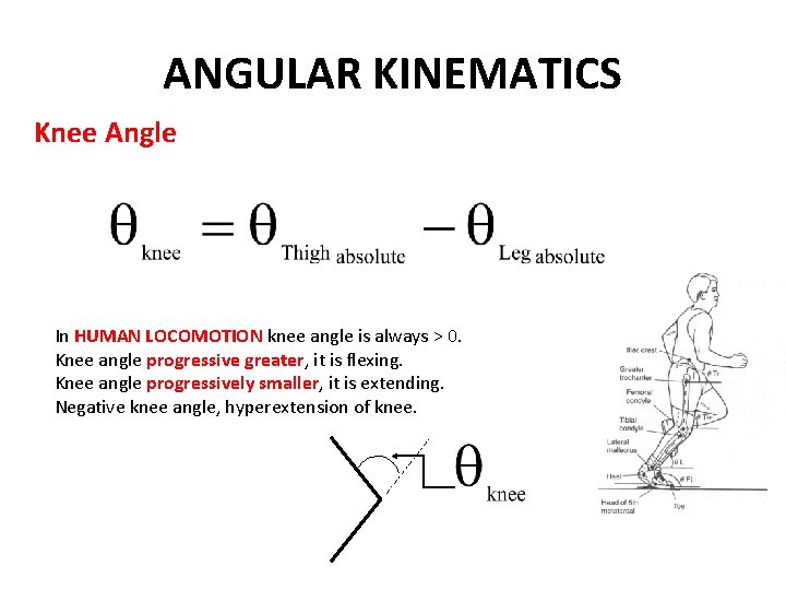 ANGULAR KINEMATICS Knee Angle In HUMAN LOCOMOTION knee angle is always > 0. Knee