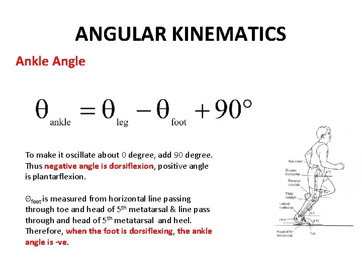 ANGULAR KINEMATICS Ankle Angle To make it oscillate about 0 degree, add 90 degree.