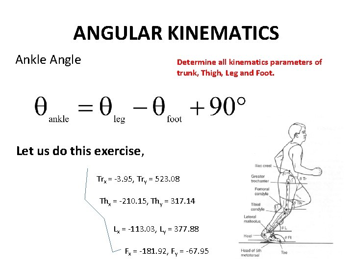 ANGULAR KINEMATICS Ankle Angle Determine all kinematics parameters of trunk, Thigh, Leg and Foot.