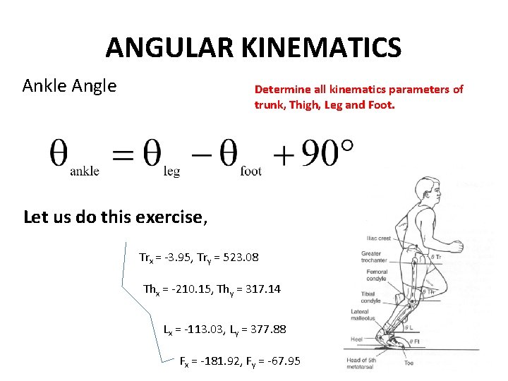 ANGULAR KINEMATICS Ankle Angle Determine all kinematics parameters of trunk, Thigh, Leg and Foot. ANGULAR KINEMATICS Ankle Angle Determine all kinematics parameters of trunk, Thigh, Leg and Foot.