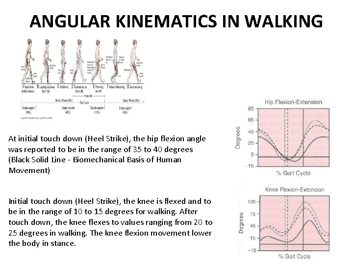 ANGULAR KINEMATICS IN WALKING At initial touch down (Heel Strike), the hip flexion angle ANGULAR KINEMATICS IN WALKING At initial touch down (Heel Strike), the hip flexion angle