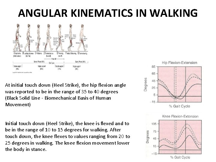 ANGULAR KINEMATICS IN WALKING At initial touch down (Heel Strike), the hip flexion angle