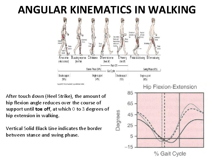 ANGULAR KINEMATICS IN WALKING After touch down (Heel Strike), the amount of hip flexion ANGULAR KINEMATICS IN WALKING After touch down (Heel Strike), the amount of hip flexion