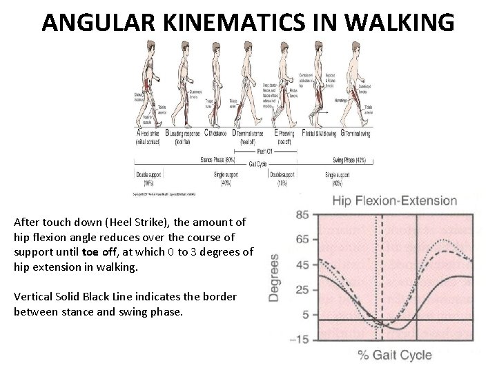 ANGULAR KINEMATICS IN WALKING After touch down (Heel Strike), the amount of hip flexion