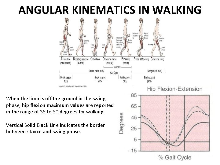 ANGULAR KINEMATICS IN WALKING When the limb is off the ground in the swing