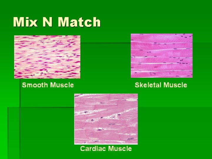 Mix N Match Smooth Muscle Skeletal Muscle Cardiac Muscle 