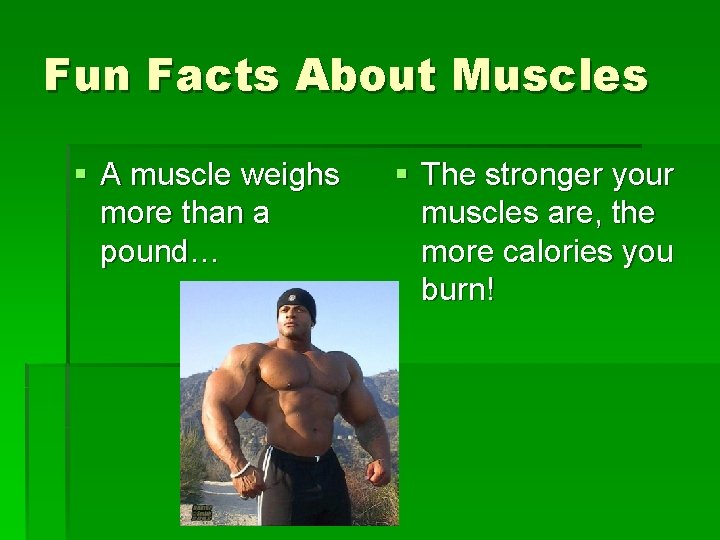 Fun Facts About Muscles § A muscle weighs more than a pound… § The