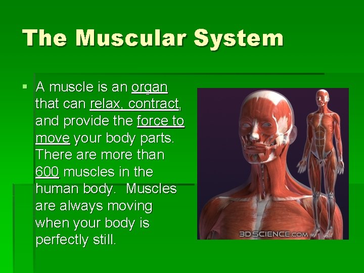 The Muscular System § A muscle is an organ that can relax, contract, and