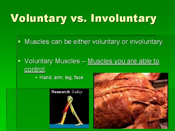Voluntary vs. Involuntary § Muscles can be either voluntary or involuntary. § Voluntary Muscles