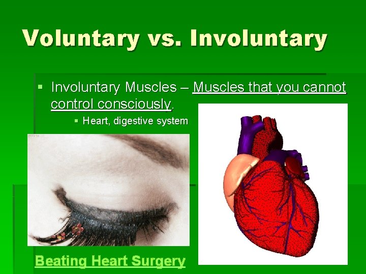 Voluntary vs. Involuntary § Involuntary Muscles – Muscles that you cannot control consciously. §