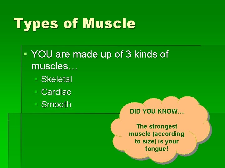 Types of Muscle § YOU are made up of 3 kinds of muscles… §
