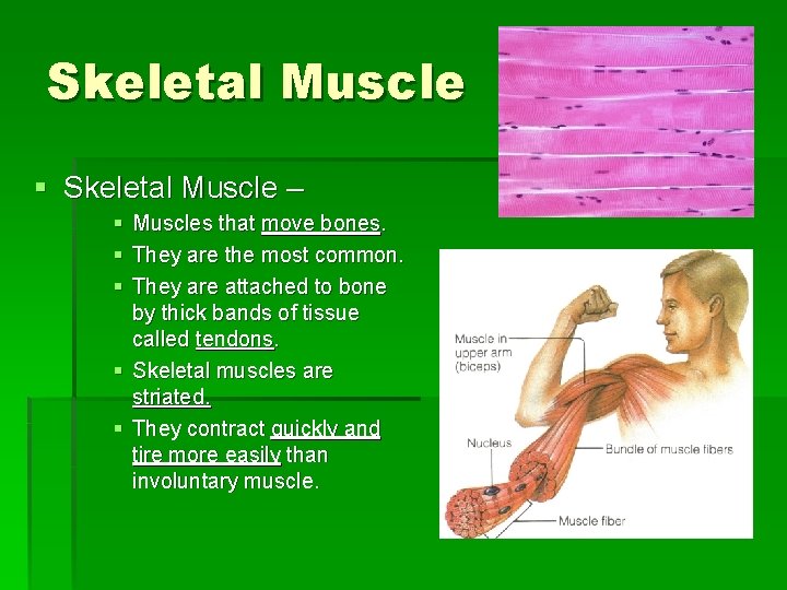 Skeletal Muscle § Skeletal Muscle – § § § Muscles that move bones. They