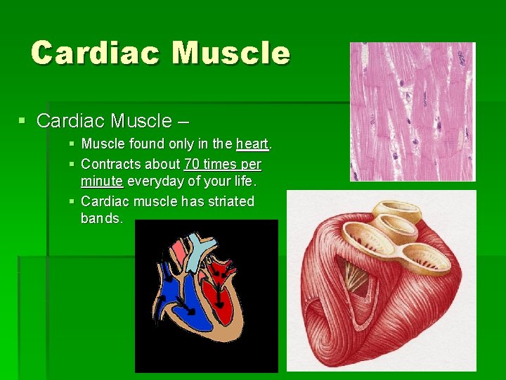 Cardiac Muscle § Cardiac Muscle – § Muscle found only in the heart. §