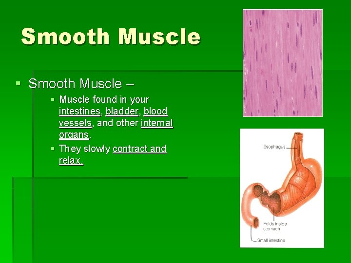 Smooth Muscle § Smooth Muscle – § Muscle found in your intestines, bladder, blood