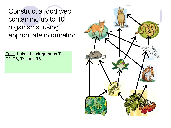 Construct a food web containing up to 10 organisms, using appropriate information. Task: Label