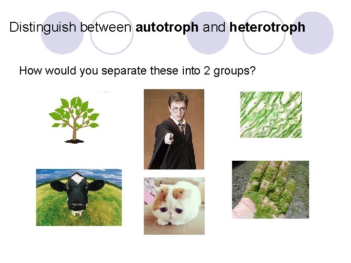 Distinguish between autotroph and heterotroph How would you separate these into 2 groups? 