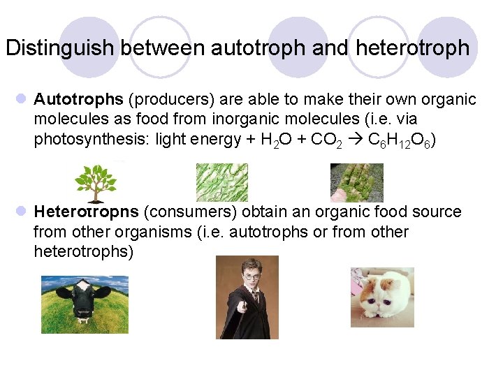 Distinguish between autotroph and heterotroph l Autotrophs (producers) are able to make their own