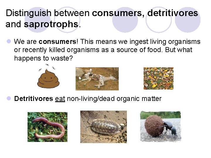 Distinguish between consumers, detritivores and saprotrophs. l We are consumers! This means we ingest
