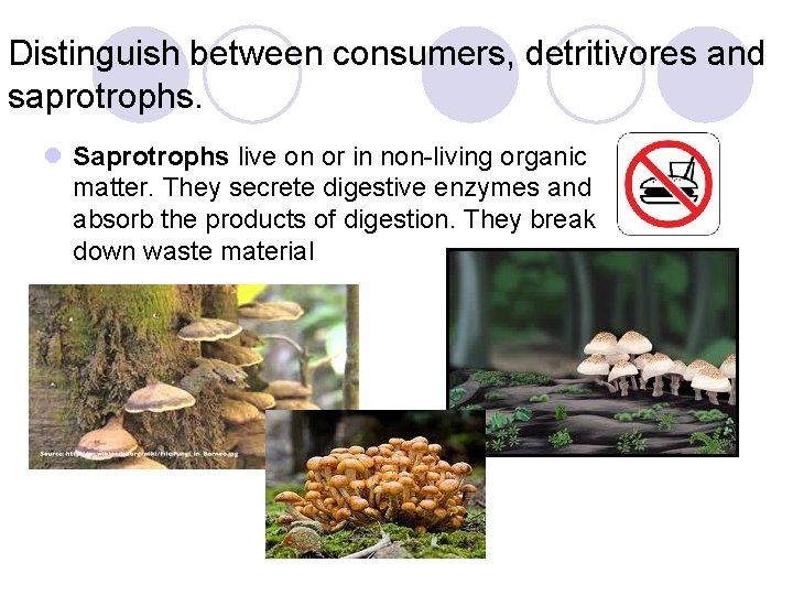 Distinguish between consumers, detritivores and saprotrophs. l Saprotrophs live on or in non-living organic