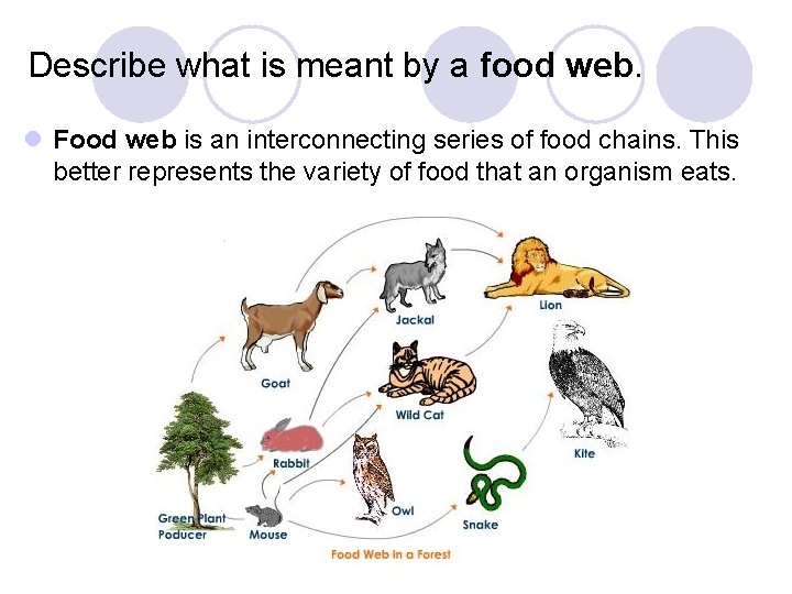 Describe what is meant by a food web. l Food web is an interconnecting