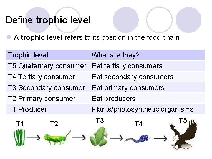 Define trophic level l A trophic level refers to its position in the food