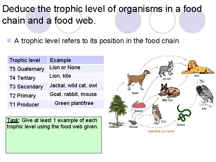 Deduce the trophic level of organisms in a food chain and a food web.