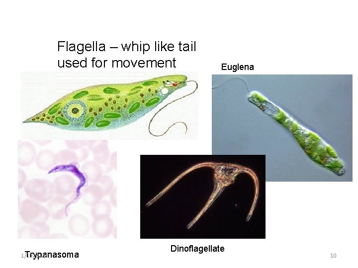 Flagella – whip like tail used for movement 1/10/2022 Trypanasoma Euglena Dinoflagellate 10 