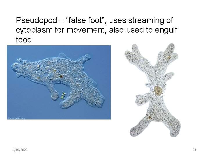 Pseudopod – “false foot”, uses streaming of cytoplasm for movement, also used to engulf