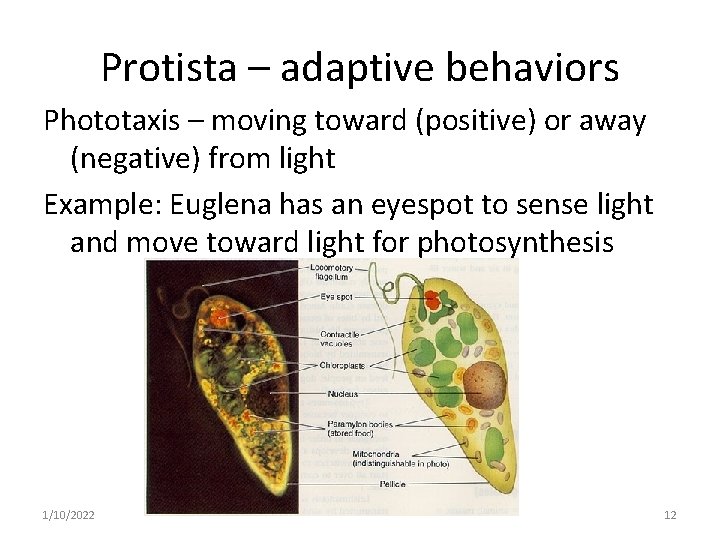 Protista – adaptive behaviors Phototaxis – moving toward (positive) or away (negative) from light