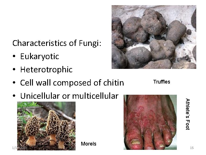 1/10/2022 Morels Truffles Athlete’s Foot Characteristics of Fungi: • Eukaryotic • Heterotrophic • Cell