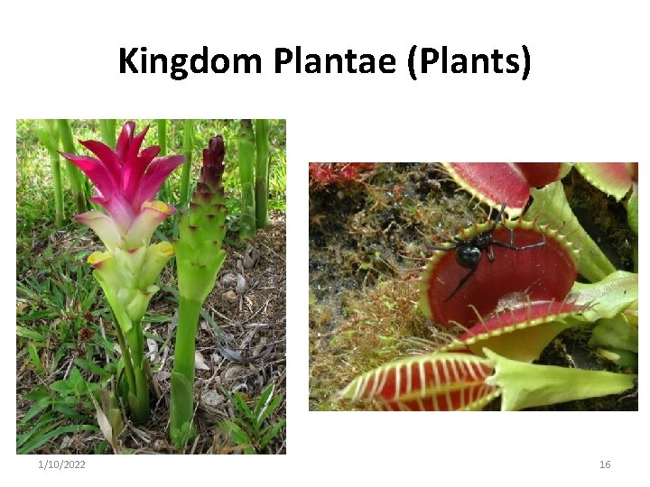 Kingdom Plantae (Plants) 1/10/2022 16 