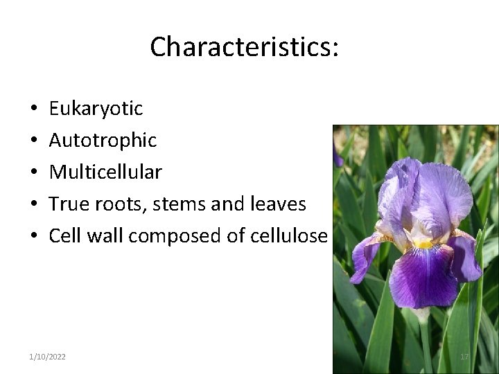 Characteristics: • • • Eukaryotic Autotrophic Multicellular True roots, stems and leaves Cell wall