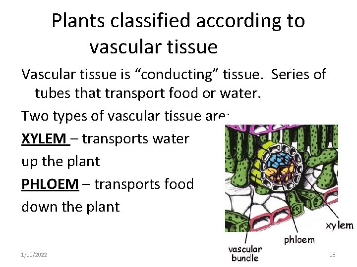 Plants classified according to vascular tissue Vascular tissue is “conducting” tissue. Series of tubes