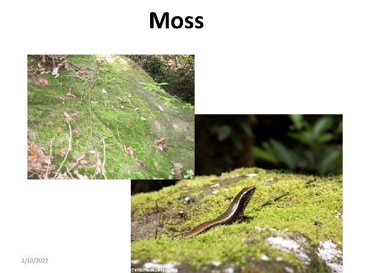 Moss 1/10/2022 20 