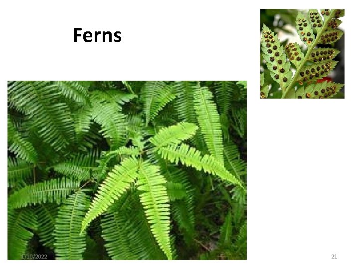 Ferns 1/10/2022 21 