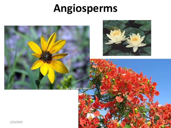 Angiosperms 1/10/2022 23 