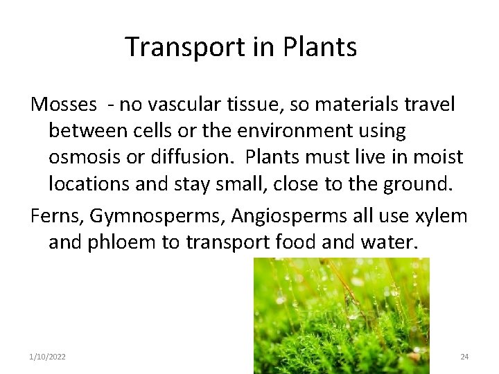 Transport in Plants Mosses - no vascular tissue, so materials travel between cells or