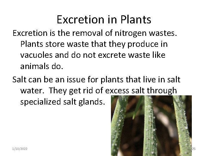 Excretion in Plants Excretion is the removal of nitrogen wastes. Plants store waste that