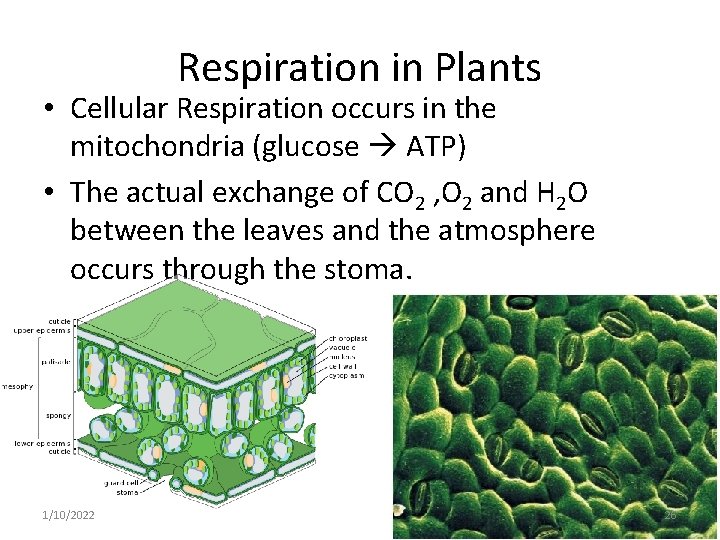 Respiration in Plants • Cellular Respiration occurs in the mitochondria (glucose ATP) • The