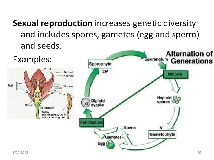Sexual reproduction increases genetic diversity and includes spores, gametes (egg and sperm) and seeds.