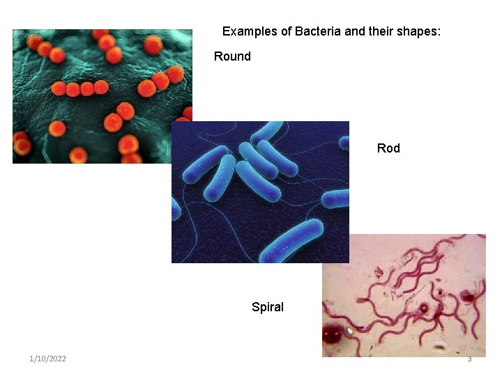 Examples of Bacteria and their shapes: Round Rod Spiral 1/10/2022 3 