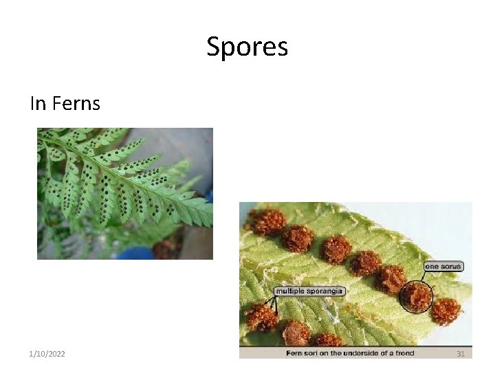 Spores In Ferns 1/10/2022 31 