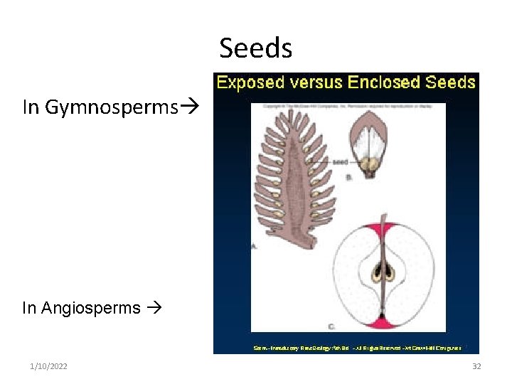 Seeds In Gymnosperms In Angiosperms 1/10/2022 32 
