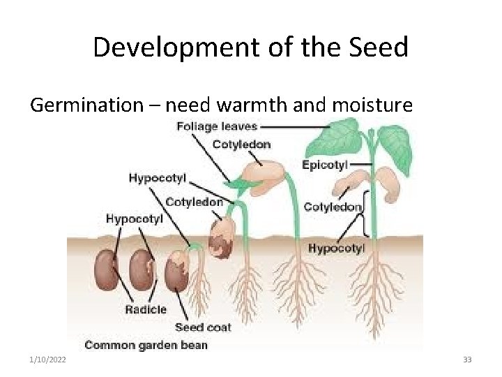 Development of the Seed Germination – need warmth and moisture 1/10/2022 33 