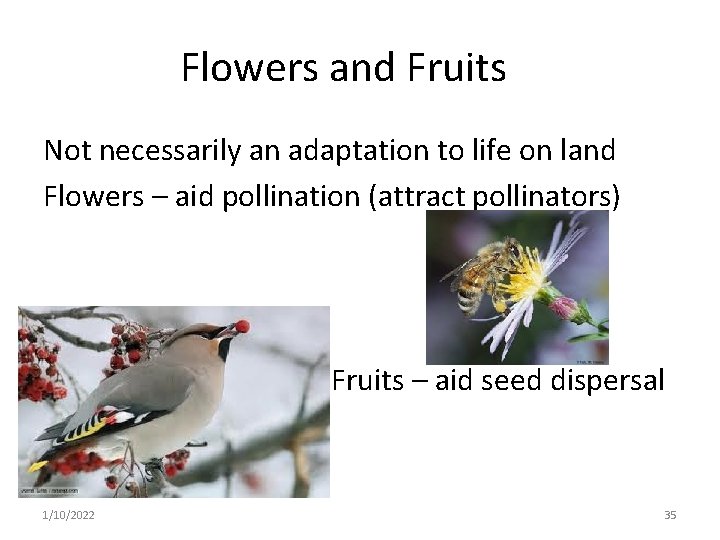 Flowers and Fruits Not necessarily an adaptation to life on land Flowers – aid