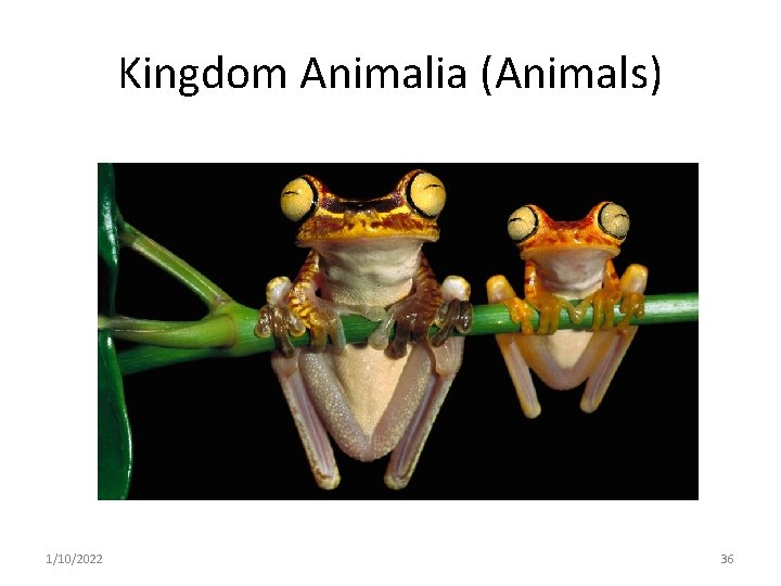 Kingdom Animalia (Animals) 1/10/2022 36 