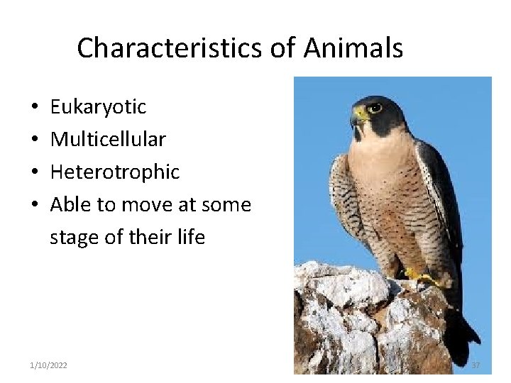 Characteristics of Animals • • Eukaryotic Multicellular Heterotrophic Able to move at some stage